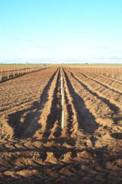 Plantación